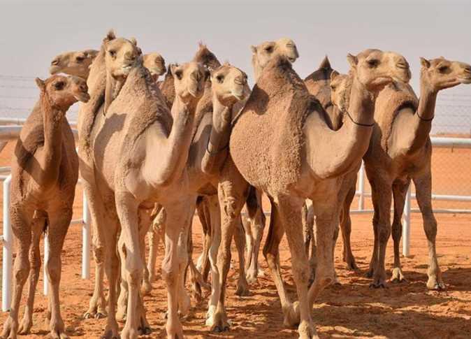 بوتلميت :إصابات مرتفعة جدا بحمى الوادي المتصدع في الإبل